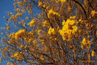 /album/monteiro-por-asley-ravel/aslei-flores-jpg/